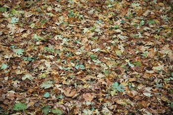 leaves!!